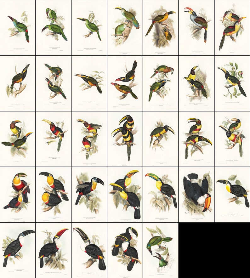 May include: A vintage illustration of various toucans and other tropical birds. The birds are depicted in a variety of poses, including flying, perched on branches, and feeding. The illustration is done in a detailed and realistic style, with vibrant colors and intricate details.