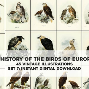 45 Bella historia de las ilustraciones de las aves de Europa / Paquete de imágenes Paquete de arte de pared imprimible / Descarga digital instantánea Uso comercial 7