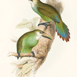 May include: Two green and blue toucans perched on a branch with green leaves. The toucans have yellow beaks and are a vibrant green and blue color. The text "PTEROGLOSSUS PRASINUS (Lichtenstein). Golden-green Aracari." is below the image.