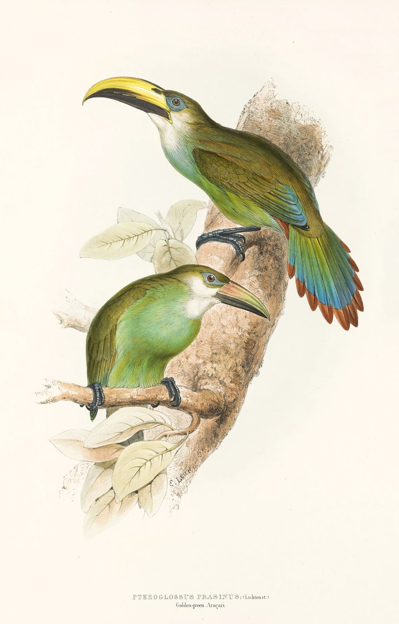 May include: Two green and blue toucans perched on a branch with green leaves. The toucans have yellow beaks and are a vibrant green and blue color. The text "PTEROGLOSSUS PRASINUS (Lichtenstein). Golden-green Aracari." is below the image.