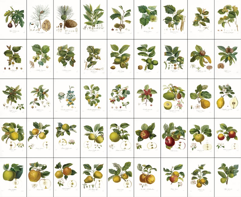 Pomology Examples 45 Whitened French Pomology Fruit Illustrations Botanical | HQ Image ...
