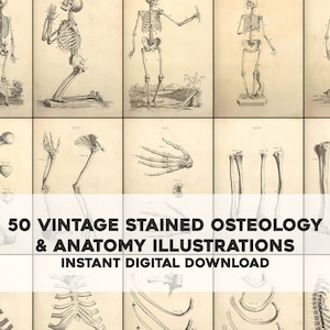 50 Stained Vintage Anatomy of Bones Illustrationen | Bild Bundle druckbare Kunst | Sofortiger digitaler Download Kommerzielle Nutzung