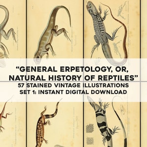 May include: A set of 57 vintage illustrations of reptiles, featuring detailed drawings of various lizard species. The illustrations are in a stained glass style, with vibrant colors and intricate details. The title "GENERAL ERPETOLOGY, OR, NATURAL HISTORY OF REPTILES" is displayed at the top of the image.