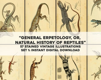 57 Yellow Stained General Herpetology Images Turtles Lizards Set 1 | HQ Image Bundle Printable Wall Art | Instant Download Commercial use