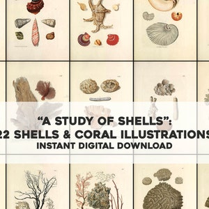 22 Old Shell, Coral illustrations from A Study of Shells | Printable Wall Art Bundle | Instant Digital Download Physical Commercial Use
