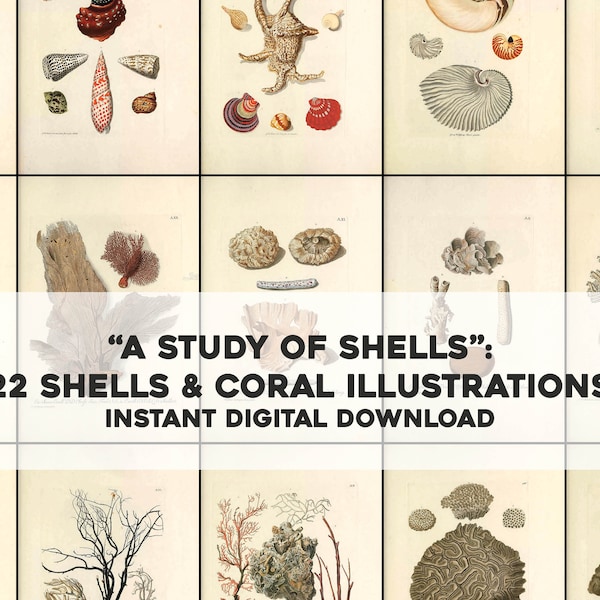 22 Old Shell, Coral illustrations from A Study of Shells | Printable Wall Art Bundle | Instant Digital Download Physical Commercial Use