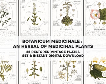 55 Whitened Botanicum Medicinale Illustrations Description & Uses | HQ Image Bundle | Instant Digital Download | Physical Commercial Use 1