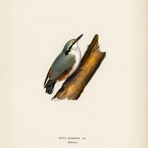 Pu&ograve; includere: Un'illustrazione dettagliata di un Picchio muratore appollaiato su un ramo. L'uccello ha un corpo grigio e bianco con un petto marrone rossiccio. Il ramo &egrave; marrone e ha una texture ruvida.