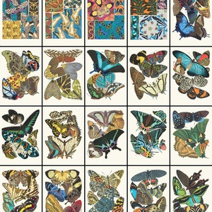 May include: A collection of 24 colorful butterfly illustrations. The butterflies are arranged in a grid pattern and feature a variety of colors, patterns, and sizes. The illustrations are detailed and realistic.
