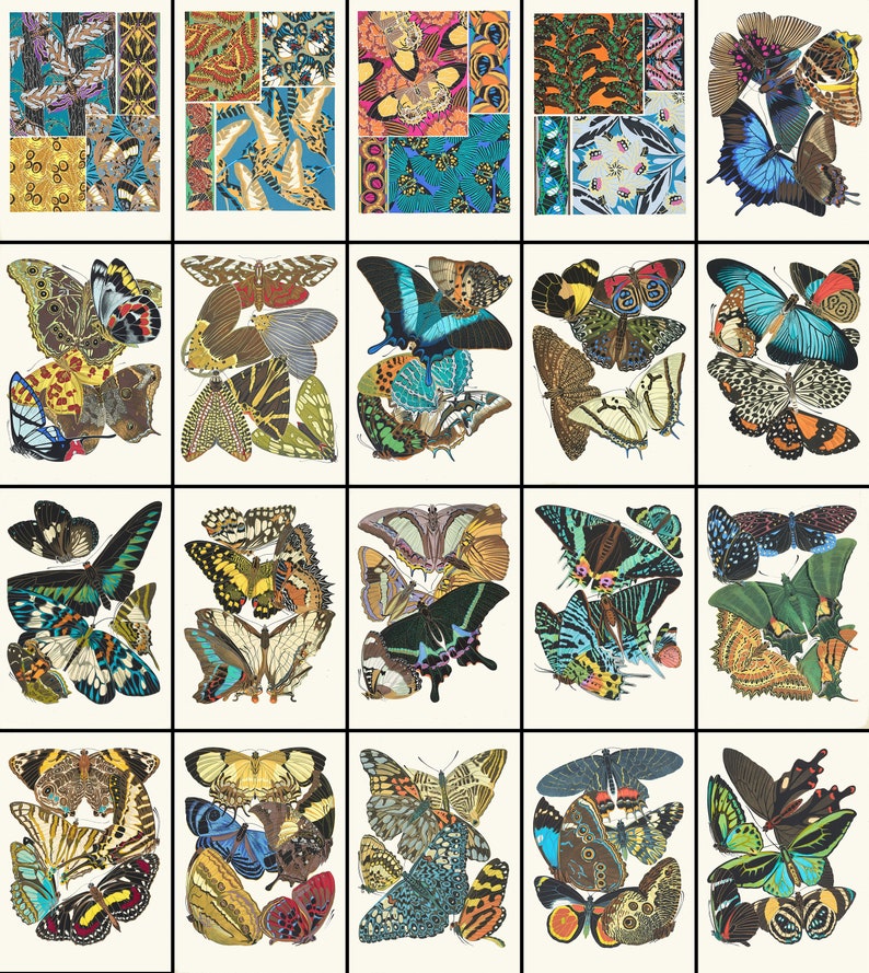 May include: A collection of 24 colorful butterfly illustrations. The butterflies are arranged in a grid pattern and feature a variety of colors, patterns, and sizes. The illustrations are detailed and realistic.