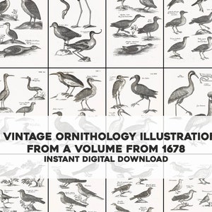 May include: A collection of 75 vintage ornithology illustrations from a volume published in 1678. The illustrations are black and white and depict various bird species.