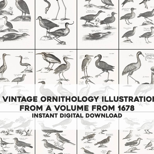 75 Very Old Ornithology Bird Illustrations Black & White | Image Bundle/Printable Wall Art | Instant Digital Download Commercial Use