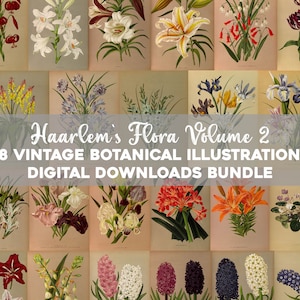 Haarlem's Flora Vol. 2 Vintage Botanische Illustrationen druckbare Wand Kunst Bundle Digital Download Blumen Blumen Collage Kit Kommerzielle Nutzung