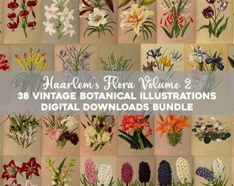 May include: A collection of 38 vintage botanical illustrations of flowers, featuring a variety of colors and styles. The illustrations are arranged in a grid pattern and are labeled "Haarlem's Flora Volume 2: 38 Vintage Botanical Illustrations Digital Downloads Bundle".