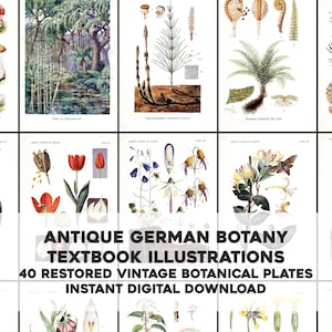 40 illustrations de manuels de botanique en allemand | Bundle d'images vintage, papier pour travaux manuels et artistiques imprimables | Téléchargement numérique instantané Utilisation commerciale