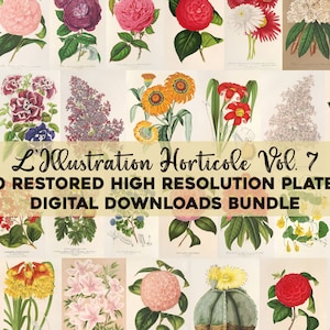 Illustrazioni botaniche vintage Stampabile Wall Art Bundle Download digitale Collage Kit Pianta medicinale Floreale Ephemera Flower Uso commerciale