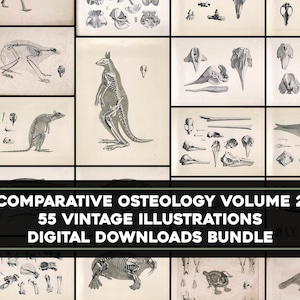 Vol. 2 55 Awesome Animal Skeleton Osteology Plates Vintage Printable Wall Art Bundel Digital Instant Download Commercieel Gebruik
