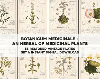 55 Gorgeous Botanicum Medicinale Illustrations Description and Uses | HQ Image Bundle | Instant Digital Download | Physical Commercial Use 1