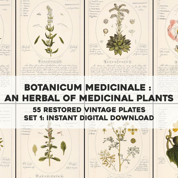 55 Gorgeous Botanicum Medicinale Illustrations Description and Uses | HQ Image Bundle | Instant Digital Download | Physical Commercial Use 1