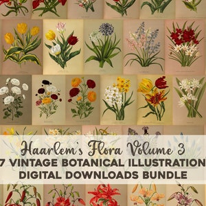 Haarlem's Flora Vol. 3 Vintage botanische Illustrationen druckbare Wand Kunst Bundle Digital Download Blumen Blumen Collage Kit Kommerzielle Nutzung