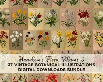 May include: A collage of 37 vintage botanical illustrations featuring various flowers, including tulips, lilies, daffodils, and more. The illustrations are in a watercolor style and have a vintage aesthetic. The text "Haarlem's Flora Volume 3" and "37 Vintage Botanical Illustrations Digital Downloads Bundle" is displayed at the bottom of the collage.