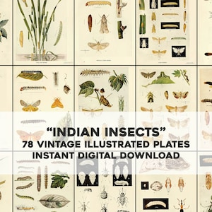 78 ilustraciones de insectos indios / paquete de imágenes arte de pared imprimible / descarga digital instantánea / uso comercial / insectos insectos