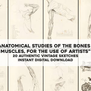 May include: A series of vintage anatomical sketches of bones and muscles, for artists. The sketches are in monochrome and feature detailed illustrations of the human form. The text reads: "ANATOMICAL STUDIES OF THE BONES & MUSCLES, FOR THE USE OF ARTISTS".