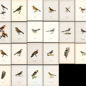 Pu&ograve; includere: Un foglio di illustrazione vintage che presenta 36 diverse specie di uccelli. Gli uccelli sono raffigurati in varie pose e ambientazioni, con illustrazioni dettagliate del loro piumaggio e delle loro marcature. Le illustrazioni sono in stile classico, con un focus sul realismo e sulla precisione.