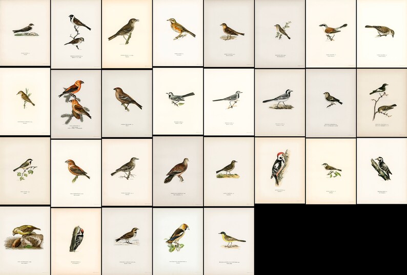 Pu&ograve; includere: Un foglio di illustrazione vintage che presenta 36 diverse specie di uccelli. Gli uccelli sono raffigurati in varie pose e ambientazioni, con illustrazioni dettagliate del loro piumaggio e delle loro marcature. Le illustrazioni sono in stile classico, con un focus sul realismo e sulla precisione.