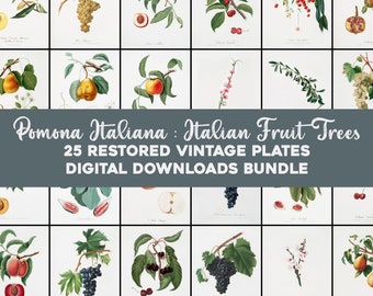 Vintage Fruit Botanical Illustrations Printable Wall Art/High Quality Image Bundle Digital Download Collage Kit Commercial Use