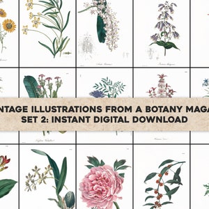 45 Blumenkabinett Exotische Botanik Botanische Illustrationen | Bild Bundle Druckbare Wandkunst | Sofortiger digitaler Download | Kommerzielle Nutzung 2