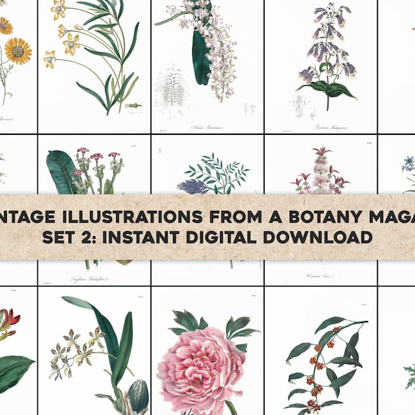 45 Floral Cabinet of Exotic Botany Botanical Illustrations | Image Bundle Printable Wall Art | Instant Digital Download | Commercial Use 2