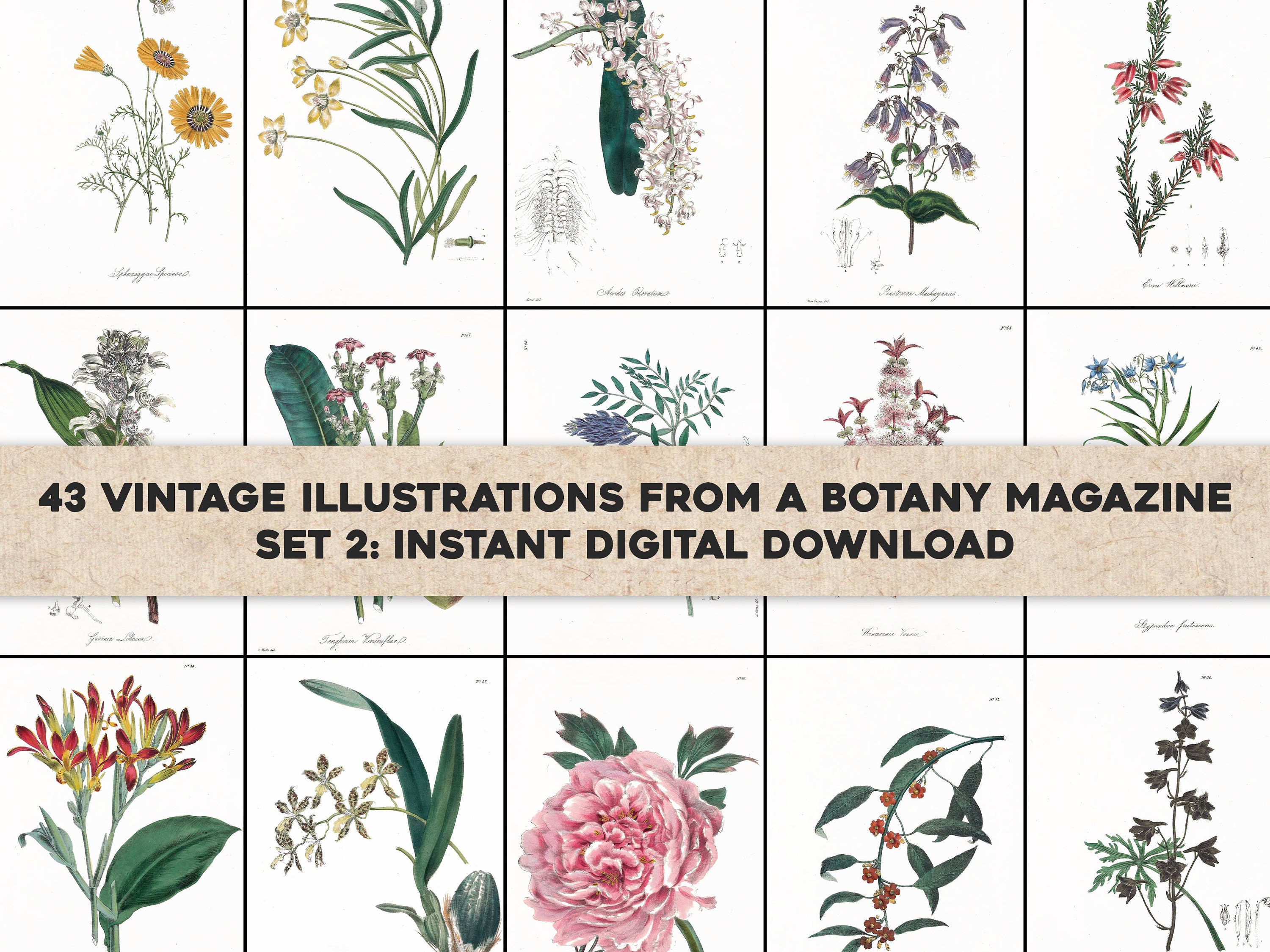 45 Floral Cabinet of Exotic Botany Botanical Illustrations | Image Bundle Printable Wall Art | Instant Digital Download | Commercial Use 2