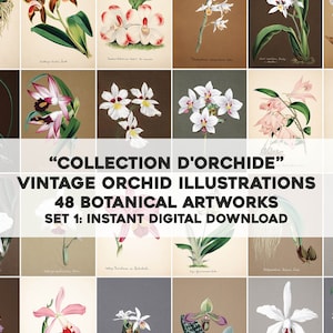 48 種類の蘭の植物イラスト セット 1 | ビンテージ画像バンドル 印刷可能なアート & クラフト用紙 | インスタント デジタル ダウンロード 商用利用