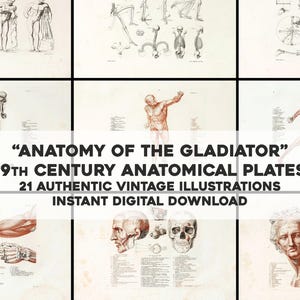 21 fantastiche illustrazioni uniche di anatomia del gladiatore / Pacchetto di immagini vintage Carta per arte e artigianato stampabile / Download digitale istantaneo Uso commerciale