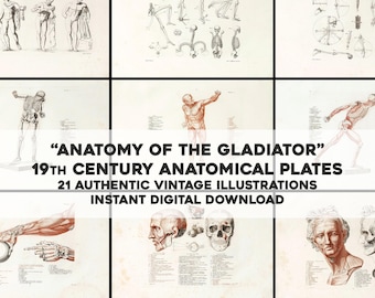 21 ilustraciones únicas y geniales de la anatomía de un gladiador / Paquete de imágenes vintage para imprimir en papel y manualidades / Descarga digital instantánea para uso comercial