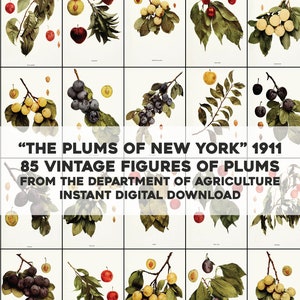 85 Plums of New York Photographic Illustrations Botanical | HQ Image Bundle/Printable Wall Art | Instant Digital Download Commercial Use