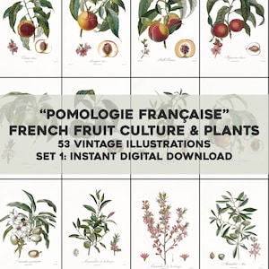53 Pomology francese sbiancato frutta illustrazioni botanico / HQ immagine Bundle/stampabile Wall Art / Download digitale istantaneo uso commerciale 1