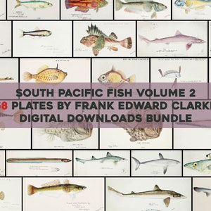 Puede incluir: Un collage de 58 ilustraciones vintage de peces del Pacífico Sur, que presenta una variedad de especies, incluyendo tiburones, peces globo y anguilas. Las ilustraciones son en blanco y negro y tienen un estilo científico detallado. El texto "South Pacific Fish Volume 2, 58 Plates by Frank Edward Clarke, Digital Downloads Bundle" se muestra en una pancarta rosa.