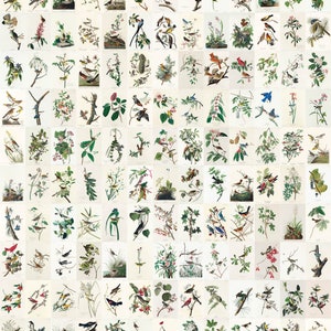 130 pcs Backyard Birds COLLAGE KIT 4&quot;X6&quot; -- Printable Wall Art Collage Bundle Instant Digital Download songbirds birding animal botanical
