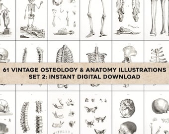 May include: A set of 61 vintage black and white illustrations of human bones and skeletons. The illustrations are labeled with numbers and include a skull, spine, ribs, pelvis, and limbs. The text "61 Vintage Osteology & Anatomy Illustrations Set 2: Instant Digital Download" is displayed on a brown background.