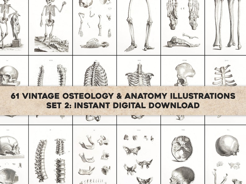 61 Osteographia Vintage Anatomy of Bones Illustrations | Image Bundle ...