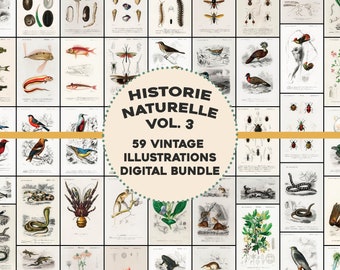 May include: A digital bundle of 59 vintage illustrations, featuring detailed drawings of various animals, insects, and plants. The collection includes the text "HISTORIE NATURELLE VOL. 3" and "59 VINTAGE ILLUSTRATIONS DIGITAL BUNDLE" in a circular design.