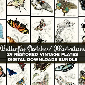Schöne Schmetterling Illustrationen Bundle druckbare Wandkunst digitaler Download | Vintage botanische Blumennatur-Landschaft Luna Motte Ephemera