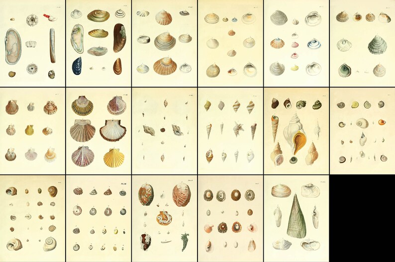 17 Shell Illustrations Natural History Shells of Britain | Vintage ...