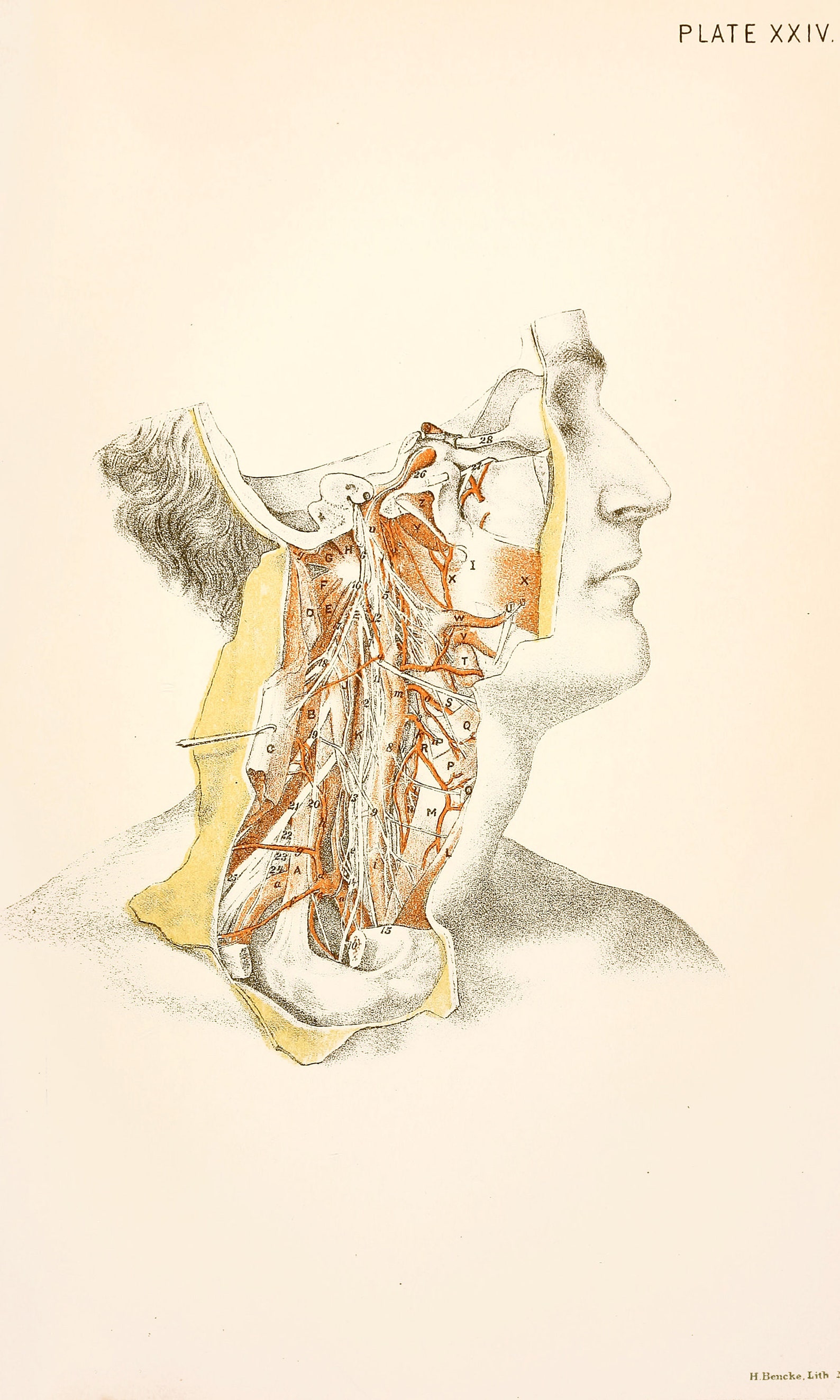 57 Human Anatomical Illustrations Biology Physiology Medical Biology Diagrams