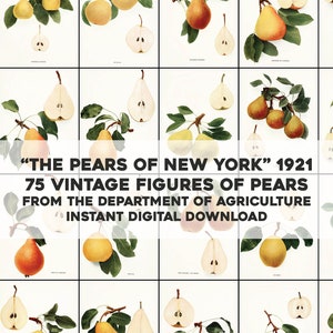 75 Pears of New York illustrazioni fotografiche botaniche / pacchetto di immagini HQ/stampabile Wall Art / Download digitale istantaneo uso commerciale