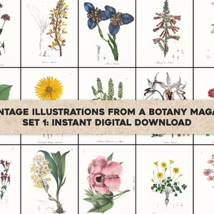 45 Blumenkabinett Exotische Botanik Botanische Illustrationen | Bild Bundle Druckbare Wandkunst | Sofortiger digitaler Download | Kommerzielle Nutzung 1