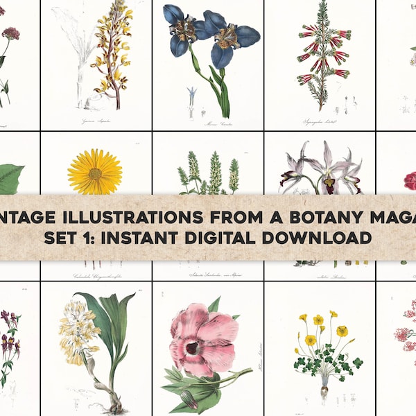 45 gabinete floral de botánica exótica ilustraciones botánicas / paquete de imágenes arte de pared imprimible / descarga digital instantánea / uso comercial 1