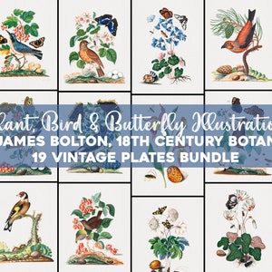 May include: A collection of 19 vintage botanical illustrations featuring plants, birds, and butterflies. The illustrations are in a watercolor style and feature a variety of colors, including green, blue, red, and yellow. The illustrations are titled "Plant, Bird & Butterfly Illustrations by James Bolton, 18th Century Botanist 19 Vintage Plates Bundle".